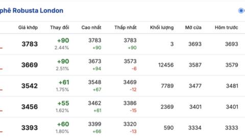 Giá cà phê hôm nay 20/3/2026: Tăng nhẹ 500 đồng/kg