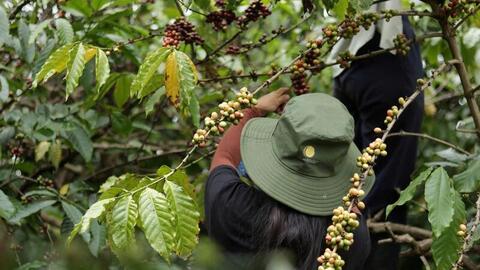 Giá cà phê hôm nay 23/3/2026: Tăng nhẹ 500 - 700 đồng/kg