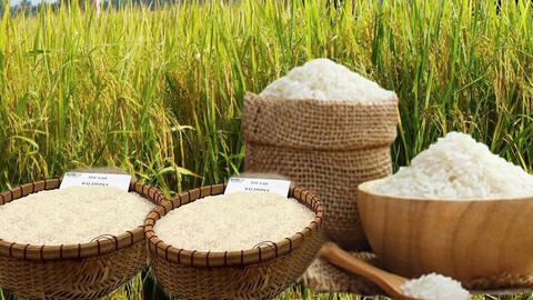 Giá lúa gạo hôm nay ngày 25/3: Lúa tươi giảm nhẹ
