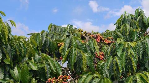 Giá cà phê hôm nay 30/3/2026: Dao động từ 91.500 - 92.300 đồng/kg