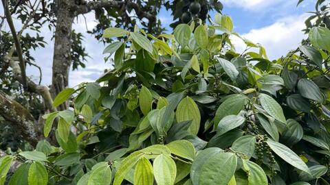 Giá tiêu hôm nay 31/3/2026: Bật tăng từ 500 - 1.000 đồng/kg