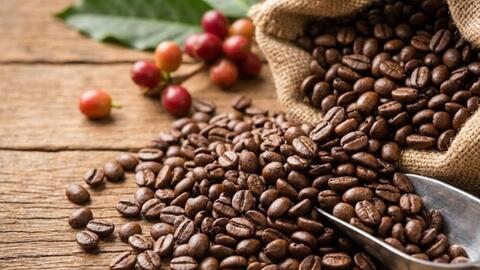 Giá cà phê hôm nay 6/4/2026: Dao động từ 88.700 - 89.200 đồng/kg