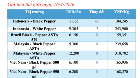 Giá tiêu hôm nay 16/4/2026: Tăng mạnh, chạm mốc 141.000 đồng/kg