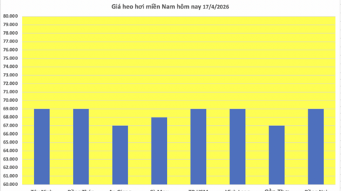 Giá heo hơi hôm nay 17/4/2026: Đi ngang trên cả nước
