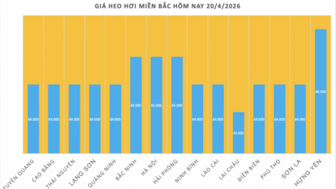 Giá heo hơi hôm nay 20/4/2026: Tăng nhẹ tại miền Trung
