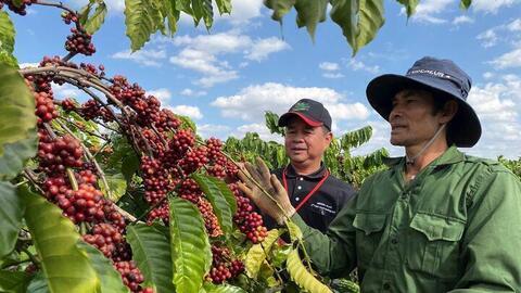 Giá cà phê hôm nay 20/4/2026: Lặng sóng chờ tín hiệu mới