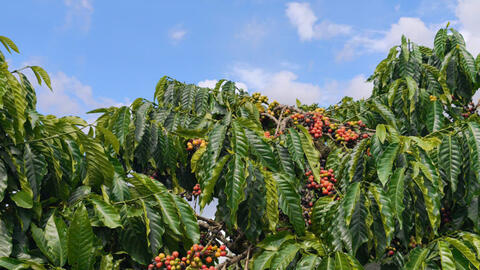 Giá cà phê hôm nay 22/4/2026: Quay đầu giảm nhẹ