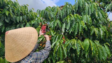 Giá cà phê hôm nay 23/4/2026: Đảo chiều tăng mạnh
