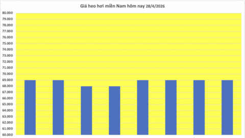 Giá heo hơi hôm nay 28/4/2026: Tăng nhẹ tại Nghệ An