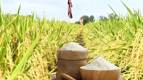 Giá lúa gạo hôm nay ngày 6/5/2026: Gạo xuất khẩu biến động trái chiều