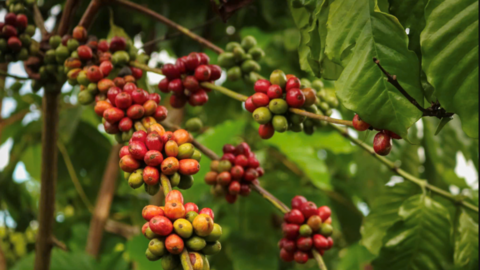 Giá cà phê hôm nay 8/5/2026: Tăng nhẹ, lên mốc 87.000 đồng/kg