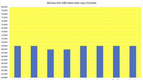 Giá heo hơi hôm nay 27/4/2026: Ổn định phiên đầu tuần