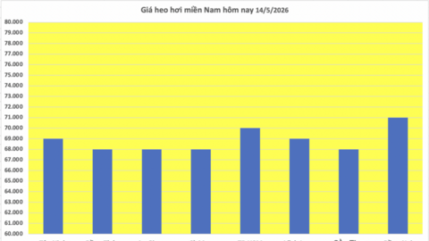 Giá heo hơi hôm nay 14/5/2026: Cao nhất 71.000 đồng/kg