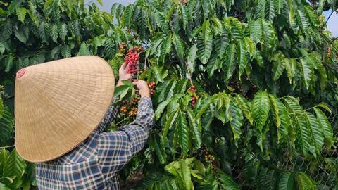 Giá cà phê hôm nay 19/5/2026: Dao động từ 86.200 - 87.000 đồng/kg