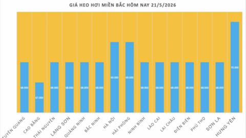 Giá heo hơi hôm nay 21/5/2026: Tăng đồng loạt trên cả nước