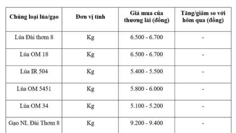 Giá lúa gạo hôm nay ngày 28/5/2026: Gạo thơm dẻo xuất khẩu neo cao