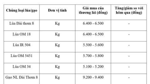 Giá lúa gạo hôm nay ngày 1/6/2026: Lúa tươi vững giá