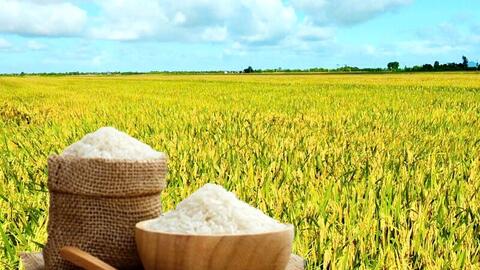 Giá lúa gạo hôm nay ngày 31/5, tuần qua: Lúa, gạo xuất khẩu biến động
