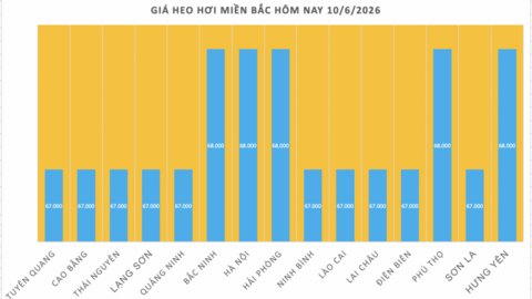 Giá heo hơi hôm nay 10/6/2026: Giảm nhẹ vài nơi