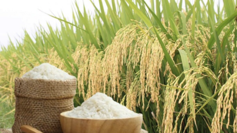 Giá lúa gạo hôm nay ngày 19/6/2026: Lúa tươi đồng loạt giảm