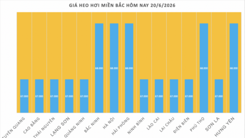 Giá heo hơi hôm nay 20/6/2026: Đi ngang, cao nhất 68.000 đồng/kg