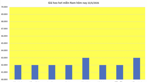 Giá heo hơi hôm nay 22/6/2026: Lặng sóng chờ tín hiệu mới
