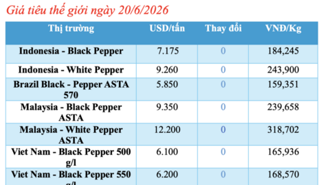 Giá tiêu hôm nay 20/6/2026: Đột ngột giảm sâu 2.000 – 3.000 đồng/kg