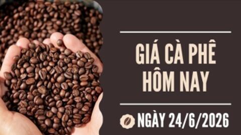 Giá cà phê hôm nay 24/6/2026: Tăng nhẹ 100 - 200 đồng/kg
