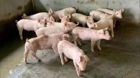 Giá heo hơi hôm nay 14/7/2026: Tăng rải rác trên cả 3 miền