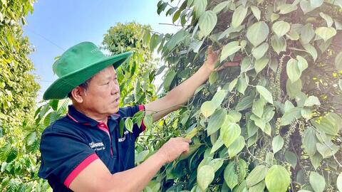 Giá tiêu hôm nay 27/7/2026: Đi ngang, cao nhất 141.000 đồng/kg