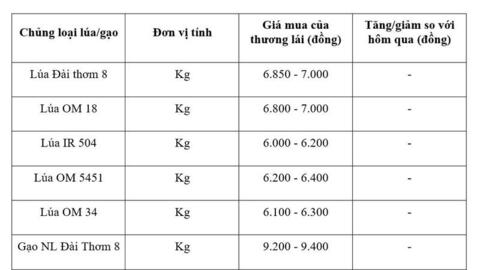 Giá lúa gạo hôm nay ngày 27/7/2026: Tấm thơm tăng nhẹ