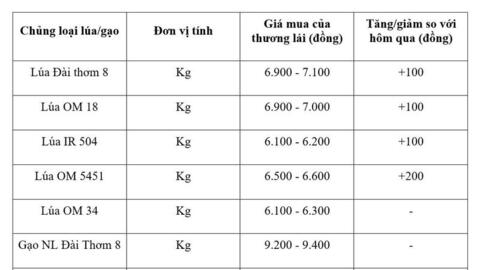 Giá lúa gạo hôm nay ngày 5/8/2026: Lúa tươi đồng loạt tăng nhẹ