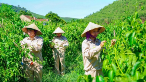 Nông sản hàng hóa mở lối giảm nghèo bền vững nơi miền Tây Nghệ An
