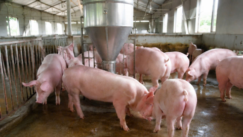 Giá heo hơi hôm nay 19/8/2026: Đảo chiều, tăng 1.000 đồng/kg