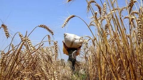 Giá lúa mì giảm sâu khi lo ngại nguồn cung Biển Đen hạ nhiệt