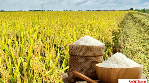 Giá lúa gạo hôm nay ngày 8/9/2026:Lúa tươi OM 5451 giảm 300 đồng/kg