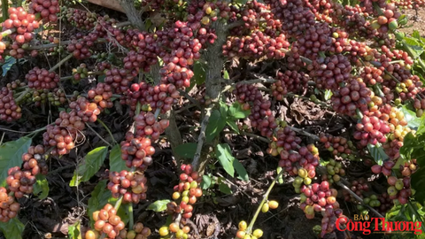 Giá cà phê thế giới tăng trở lại, tồn kho Arabica xuống mức thấp kỷ lục