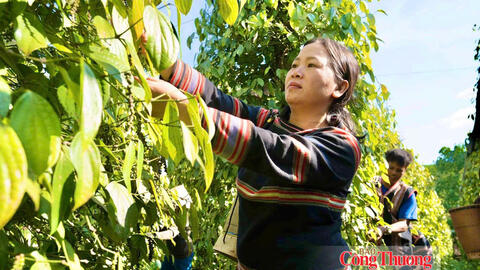 Giá tiêu hôm nay 18/9/2026: Ổn định ở mức 137.000 – 141.000 đồng/kg