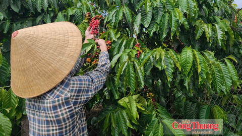 Giá cà phê hôm nay 17/9/2026: Giảm nhẹ 300 - 500 đồng/kg