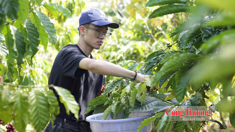 Giá cà phê hôm nay 22/9/2026: Giảm nhẹ 800 đồng/kg