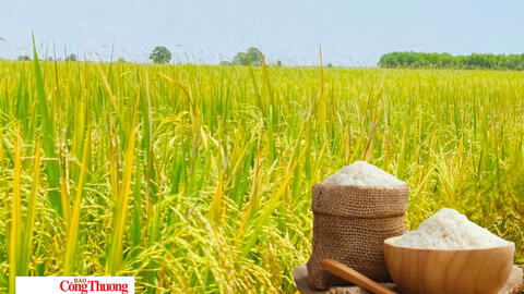 Giá lúa gạo hôm nay ngày 24/9/2026: Gạo Đài thơm tăng 500 đồng/kg