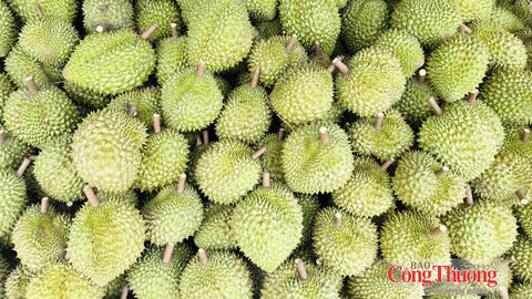 Xuất khẩu nông, lâm, thủy sản: Đà tăng từ rau quả, thủy sản