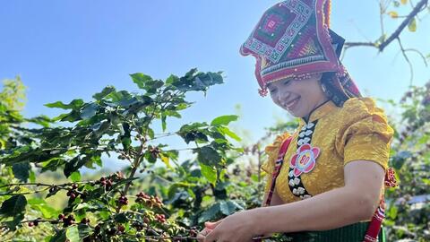 Arabica Sơn La hướng tới thương hiệu cà phê tiêu biểu ASEAN
