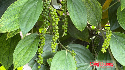 Giá tiêu hôm nay 26/10/2026: Ổn định ở mốc 137.000 – 140.000 đồng/kg