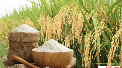 Giá lúa gạo hôm nay ngày 30/10/2026: Giá lúa tươi biến động