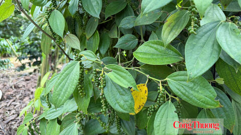 Giá tiêu hôm nay 30/10/2026: Giảm mạnh 1.000 - 1.500 đồng/kg