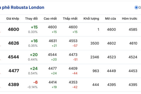 Giá cà phê hôm nay 31/10/2025: Tăng nhẹ 800 đồng/kg
