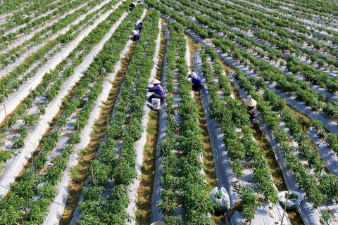 HTX và bài toán tái cấu trúc quy mô lớn để tạo sức mạnh xuyên vùng