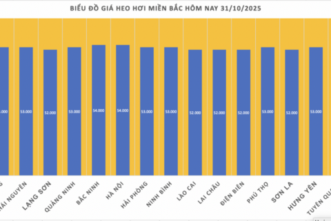 Giá heo hơi hôm nay 31/10/2025: Giảm nhẹ 1.000 đồng/kg tại miền Bắc