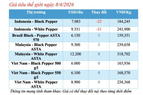 Giá tiêu hôm nay 8/4/2026: Tăng nhẹ 500 đồng/kg